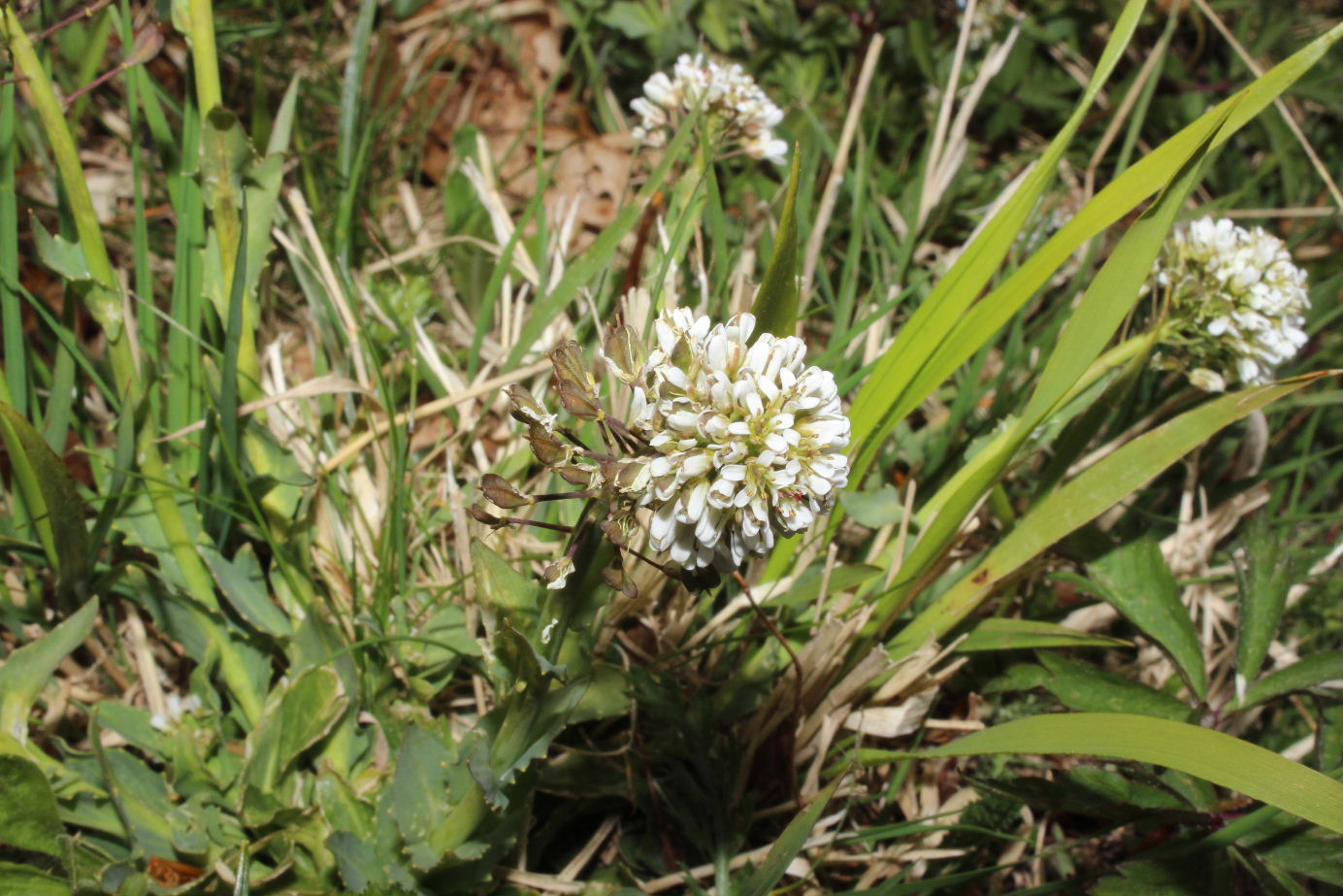 Thlaspi ?? da determinare